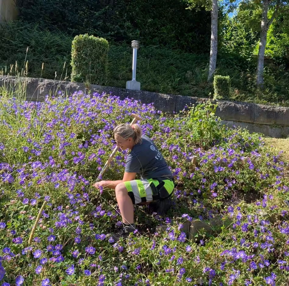 Aktuelles aus der Gartenpflege