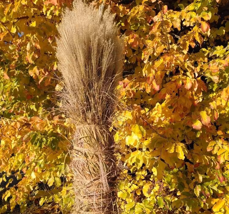 Aktuelles aus der Gartenpflege