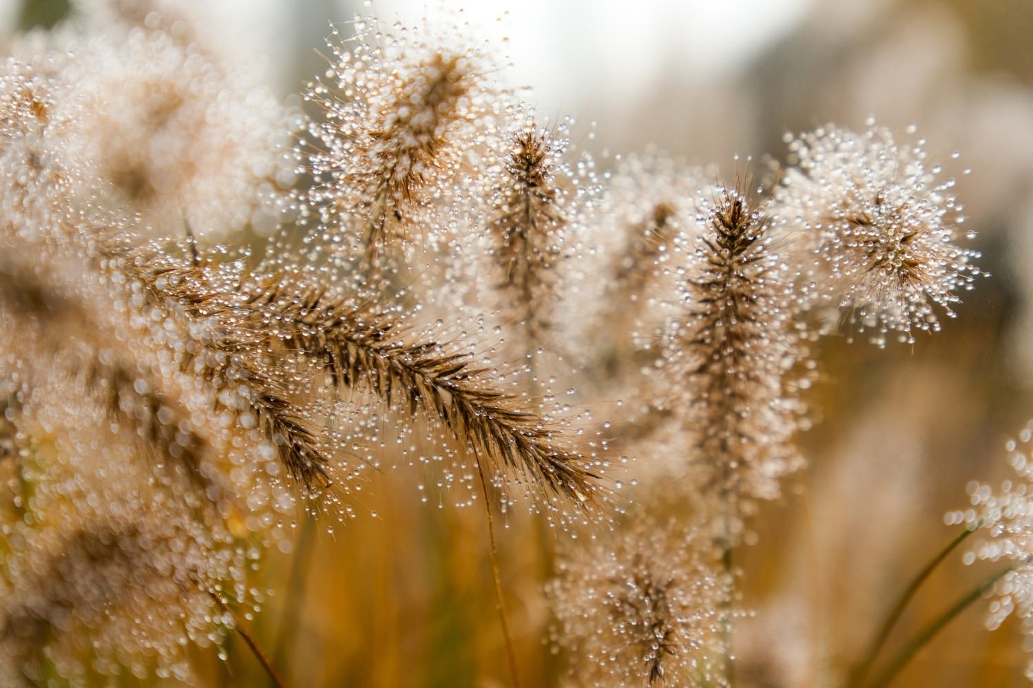 Aktuell im Garten: Einwintern